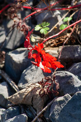 Rotes Laub