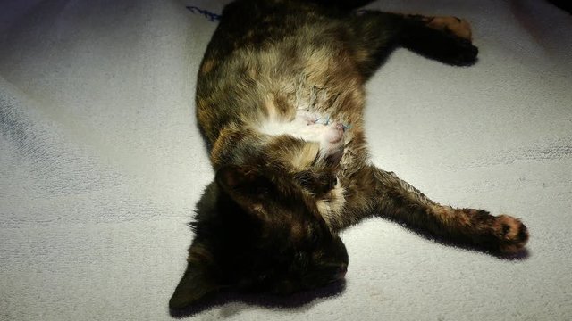  after the amputation of the paw, the cat lies calmly on its side and breathes slowly