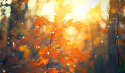 Autumn colorful bright Leaves swinging in a tree in autumnal Park. Autumn colorful background, fall backdrop. Backlit, sun flare. Beautiful nature scene. Autumnal park. Wide screen backdrop
