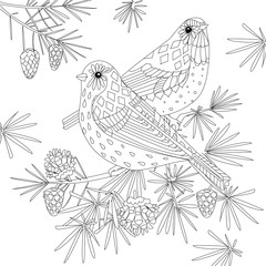 lovely couple of birds on branch of pine tree for your coloring