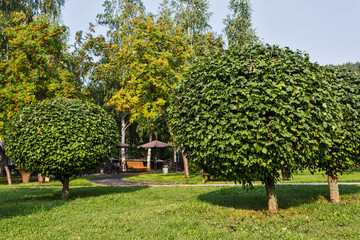 round tree in the garden