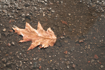 autumn leaf 