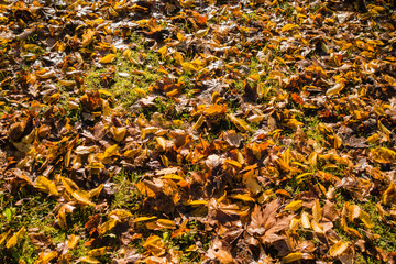 Blätterteppich Herbstlaub Herbst