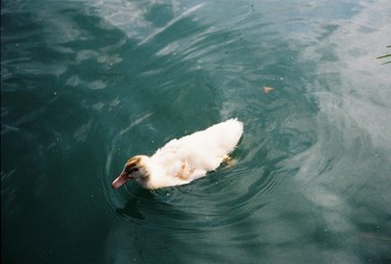 Swimming duck