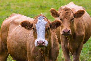 Obraz na płótnie Canvas Grasende Kühe auf der Weide
