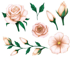 .Set of hand drawing beige roses and green leaves on white background. Decorative element for invitations, cards and design.