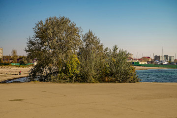 Растущие на берегу. Актау