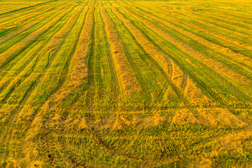 Aerial Panorama of haystack harvest agriculture field landscape. Agriculture field haystack. Landscape with drone.