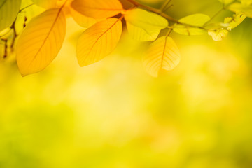 Close up view of leaf in autumn for nature background with copy space.