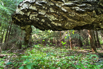 crooked tree in the forest