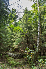 Fototapeta na wymiar crooked tree in the forest