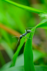 black ant on green leaf