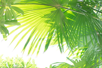 tropical palm background with green leaves