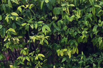 Bush with smallleaves and bright green young foliage as the background