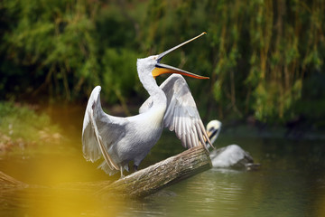 The Dalmatian pelican (Pelecanus crispus) standing on the branch with open beak. The great pelican with e with its open beak prevents flying birds.