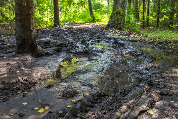 impassable track in the forest