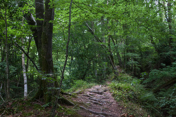 Obraz premium Bosque con camino en Asturias, España