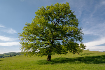 A single tree that stands alone in the middle of the field