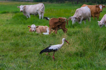 Storch und Kühe zusammen auf der Weide