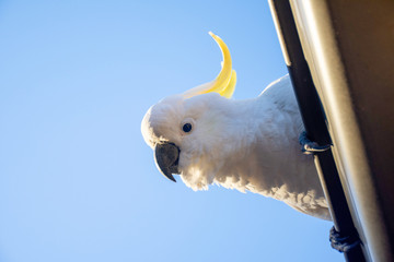 Curious sulphur-crested cockatoo looking down from the roof. Urban wildlife. Backyard visitors. © Daria Nipot