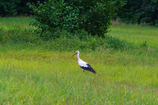 Ein Stoch spaziert &uuml;ber die Wiese