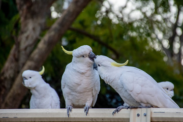 Sulphur-crested cockatoos flirting on a fence. Urban wildlife. Backyard visitors.