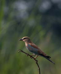 Eurasian Roller on tree perch