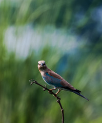 Eurasian Roller on tree perch