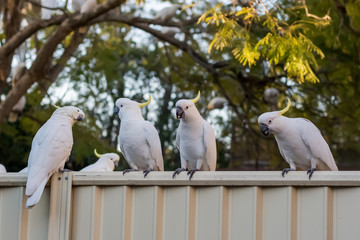 Sulphur-crested cockatoos seating on a fence. Urban wildlife. Australian backyard visitors