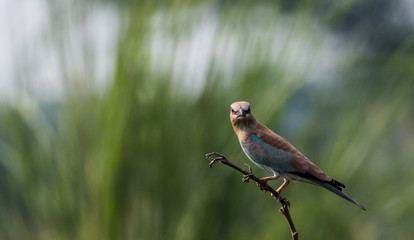 Eurasian Roller on tree perch