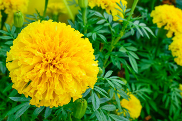 closeup of yellow flower, Marigold