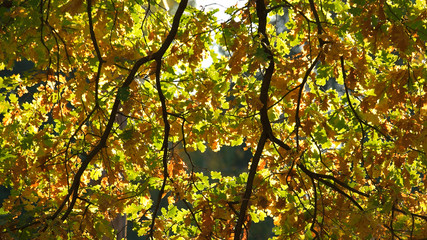 Close up of oak tree leaves. Autumn oak tree leaves in fall sunlight. Beautiful autumn foliage.