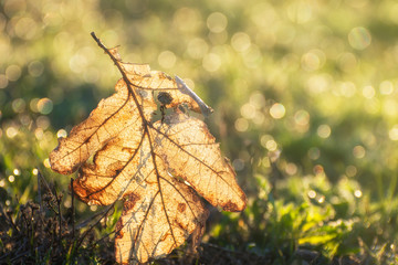 Yellow oak leaf on grass covered with morning dew. Bright bokeh background.