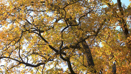 Close up of trees with fall color. Trees with colorful leaves and sunlight in autumn forest. Foliage texture in fall season.