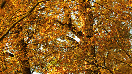 Orange autumn leaves shining in sun. Autumn forest in sunshine. Colorful autumn foliage against blue sky background.