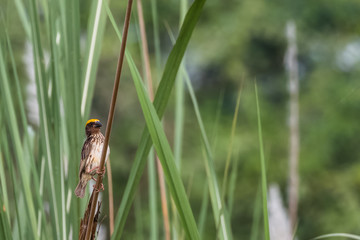Baya Weaver sitting on perch of tree