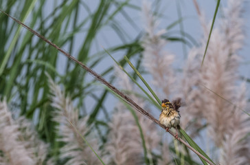 Baya Weaver sitting on perch of tree