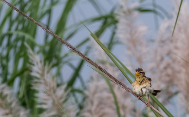 Baya Weaver sitting on perch of tree