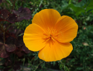 Obraz premium background, beautiful, beauty, bloom, blooming, blossom, botanical, botany, camara, close up, closeup, colored flowers, colorful, cute, flora, floral, flower, flowering plants, front, garden, green, h