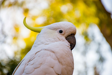 Sulphur-crested cockatoo close up. Urban wildlife. Australian backyard visitors