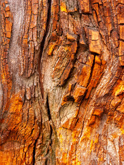 Detail of red oak Bark eroded by time, plant of a centuries-old park. Textures and scratches on the...