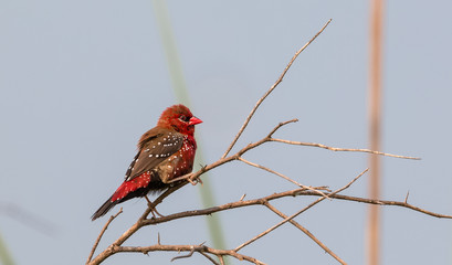 Red Avadavat/Lal Munia sitting on perch of tree