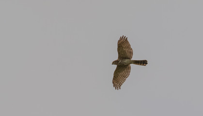 Himalayan bird at Chopta Valley