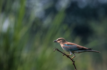 Fototapeta premium Eurasian Roller sitting on perch of tree