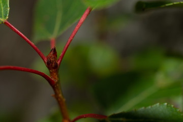 Natur