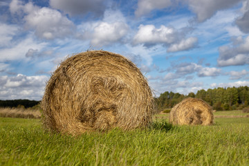 Stacks of straw on the field. Sunny weather. Blurred background