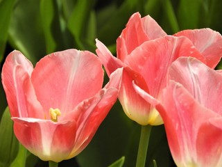 Tulips in Park  Western Australia