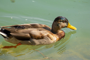 Vogelwelt am Plattensee in Ungarn