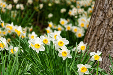 Parterre de jonquilles