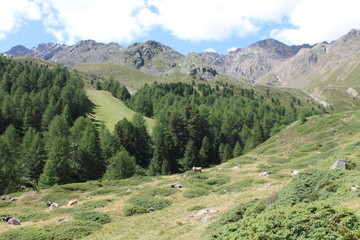 Fototapeta na wymiar Schnalstal in Südtirol